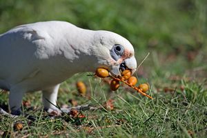 Australian Birds